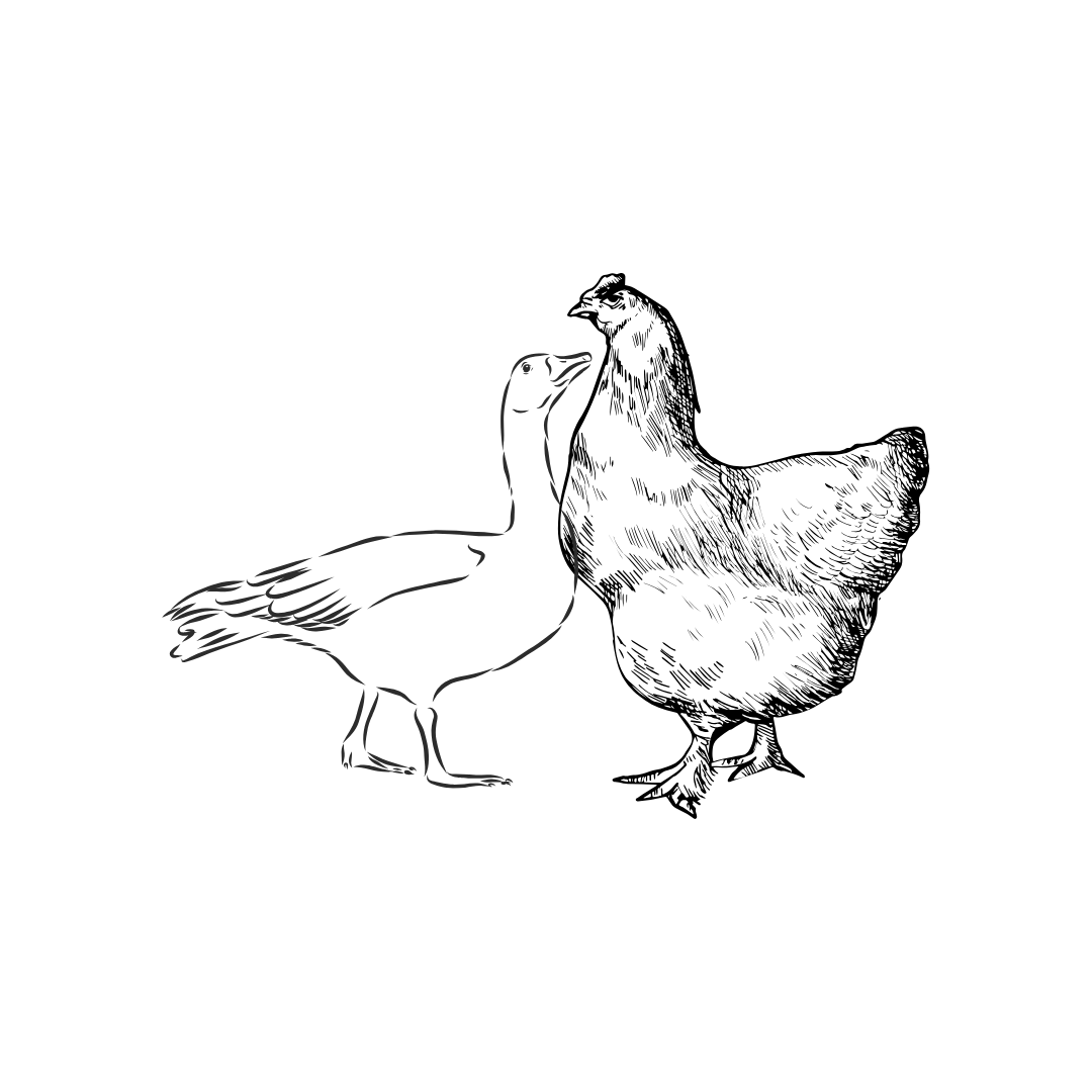 Food Premium Valley | Poultry